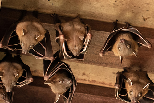 Bat Control Services
